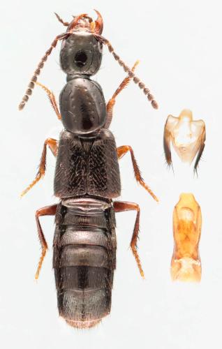 Gabrius appendiculatus